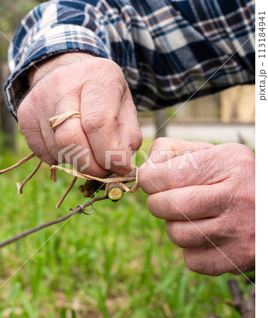 Farmer performs tying of shoots in the vineyard in winter. Agriculture. Farmer performs tying of shoots in the vineyard in winter. Agriculture. 113184941