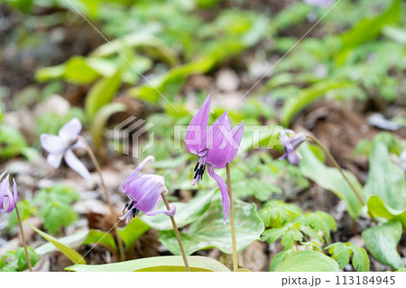 カタクリ 113184945