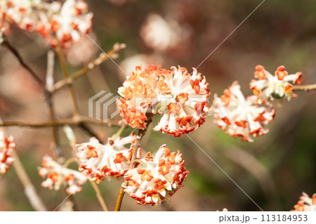 ミツマタ 113184953