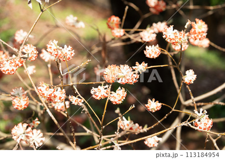 ミツマタ 113184954