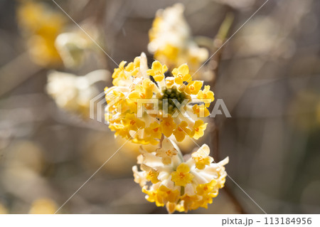 ミツマタ 113184956