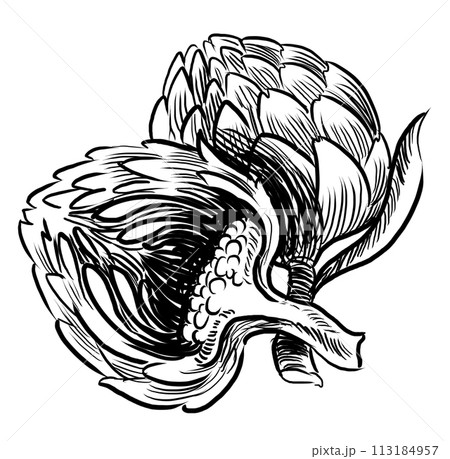 Bunch of artichoke. Hand-drawn black and white...のイラスト素材 [113184957 ...