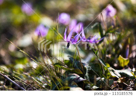 東京都瑞穂町さやま花多来里の郷　かたくり 113185576