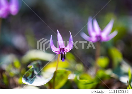 東京都瑞穂町さやま花多来里の郷　かたくり 113185583
