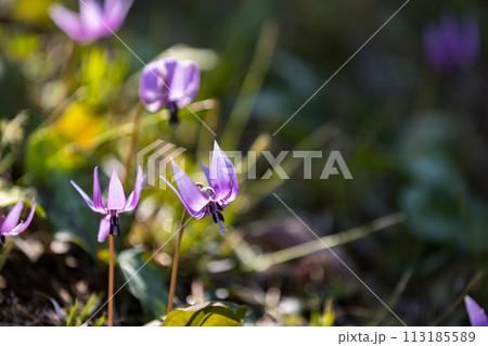 東京都瑞穂町さやま花多来里の郷 かたくり 東京都瑞穂町さやま花多来里の郷 かたくり 113185589