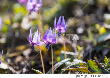 東京都瑞穂町さやま花多来里の郷　かたくり 113185590