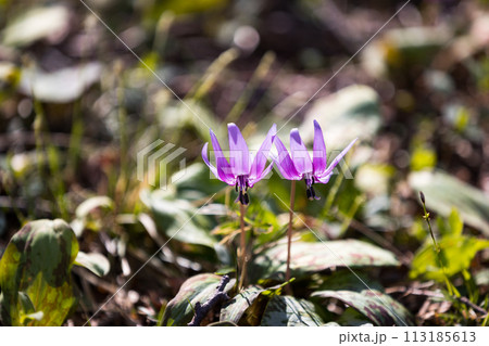 東京都瑞穂町さやま花多来里の郷　かたくり 113185613
