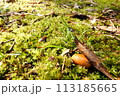 散歩道の枯葉とどんぐり 113185665
