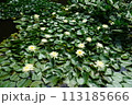 夏の水辺　睡蓮の池 113185666