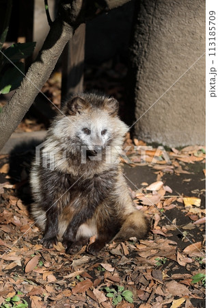 座って見つめるホンドタヌキ 113185709