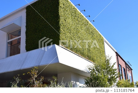 マリンアンドウォーク 緑の壁 マリンアンドウォーク 緑の壁 113185764