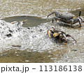 引き潮で食事に出かけるカニたち 113186138
