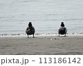 たたずむかも 113186142