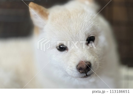 見つめる柴犬 見つめる柴犬 113186651