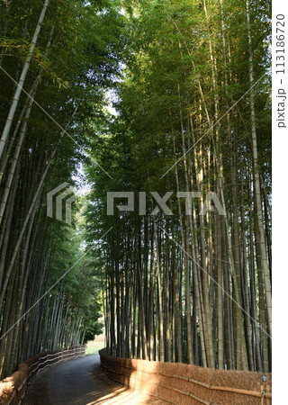 幻想的な知多の竹林 幻想的な知多の竹林 113186720