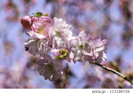 pink cherry blossoms pink cherry blossoms 113186726