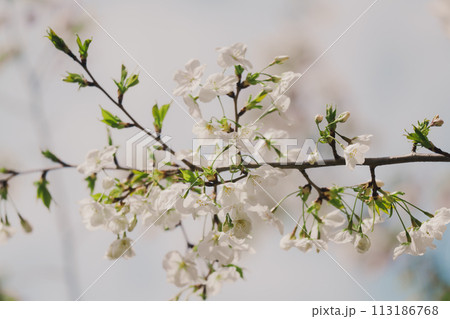 2024年4月の東京に咲いた桜の花 2024年4月の東京に咲いた桜の花 113186768