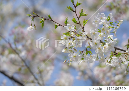 2024年4月の東京に咲いた桜の花 113186769