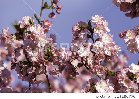 pink cherry blossoms 113186776
