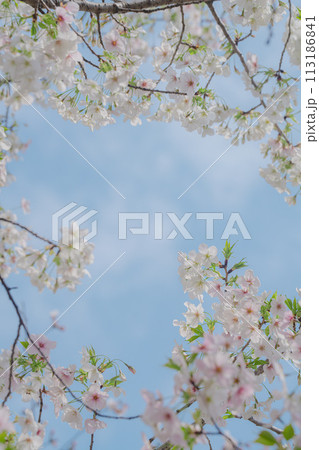 2024年4月の東京に咲いた桜の花 2024年4月の東京に咲いた桜の花 113186841