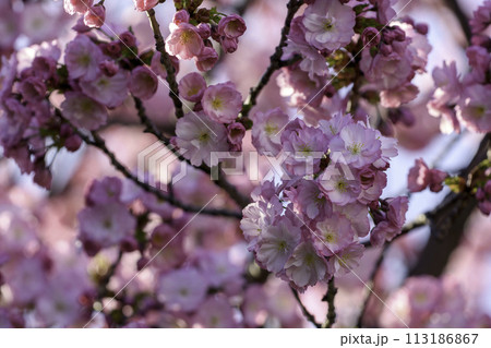 pink cherry blossoms 113186867