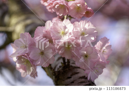 pink cherry blossoms 113186873
