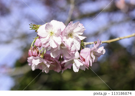 pink cherry blossoms 113186874