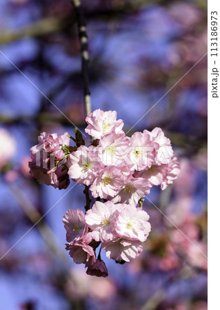 pink cherry blossoms pink cherry blossoms 113186973