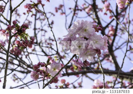 pink cherry blossoms 113187033