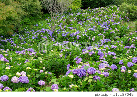 埼玉県秩父市と皆野町の境の蓑山山頂にある美の山公園に群生しているアジサイの花 埼玉県秩父市と皆野町の境の蓑山山頂にある美の山公園に群生しているアジサイの花 113187049