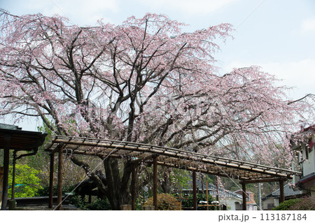 妙法寺の桜 妙法寺の桜 113187184