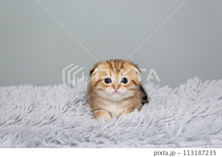 Scottish fold kitten,  sits on a grey, fur rug 113187235