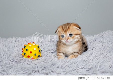 Scottish fold kitten, sits on a grey, fur rug Scottish fold kitten, sits on a grey, fur rug 113187236