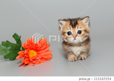 Small  Scottish kitten and a flower 113187254