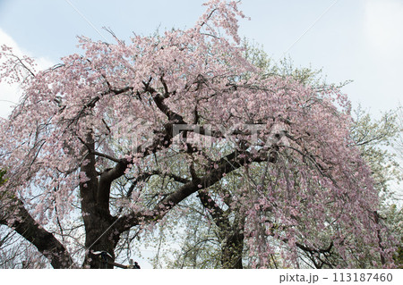 妙法寺の桜 妙法寺の桜 113187460