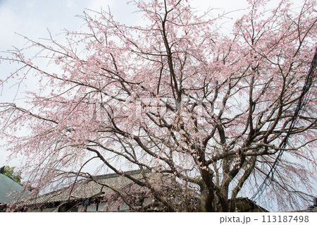 妙法寺の桜 妙法寺の桜 113187498