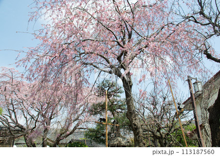 妙法寺の桜 妙法寺の桜 113187560