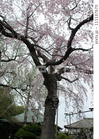 しだれ桜 しだれ桜 113187670