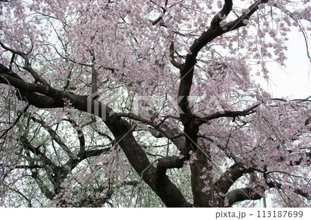 しだれ桜 しだれ桜 113187699