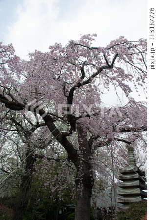 妙法寺の桜 113187776