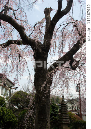 妙法寺の桜 113187930