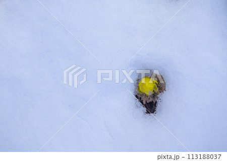 雪の下から顔を覗かせる福寿草【赤怒田福寿草群生地】 雪の下から顔を覗かせる福寿草【赤怒田福寿草群生地】 113188037