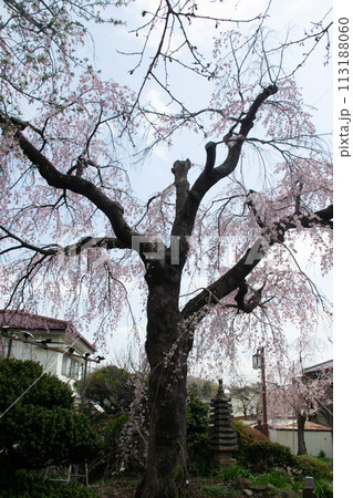 妙法寺の桜 妙法寺の桜 113188060