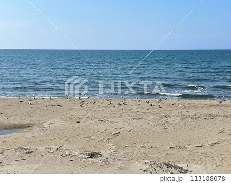 カモメと水平線 113188078