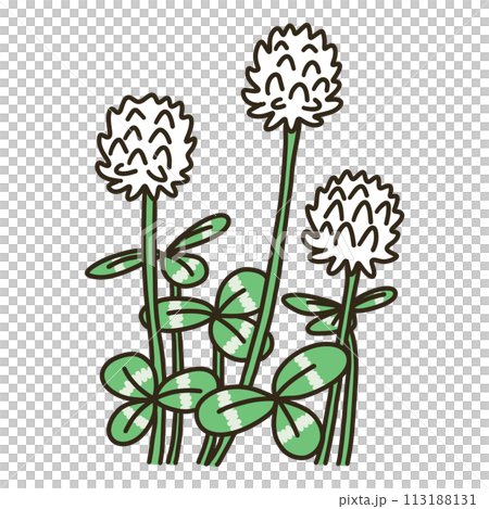 白三葉草 白三葉草 113188131