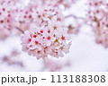 桜の花 113188308