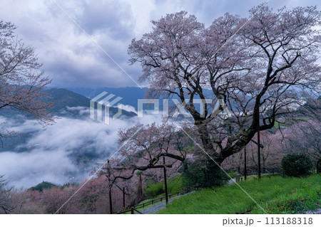 仁淀川町のひょうたん桜 113188318