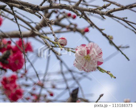 思いのままに咲く春の花 113188373