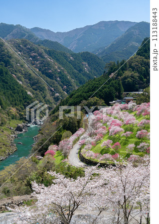 引地橋の花桃 113188443