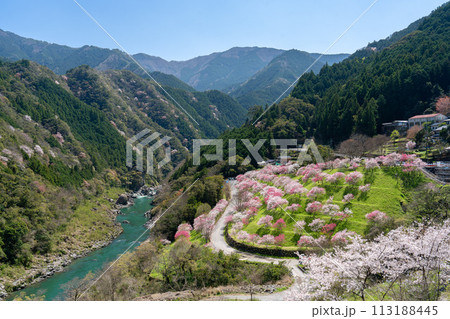 引地橋の花桃 引地橋の花桃 113188445
